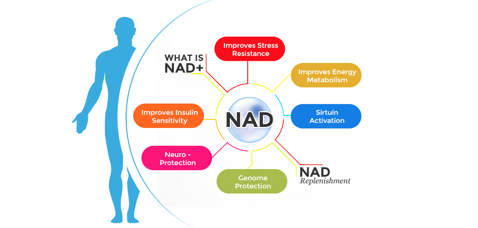 NAD+ Fights Aging and Disease and Boosts Physical Performance