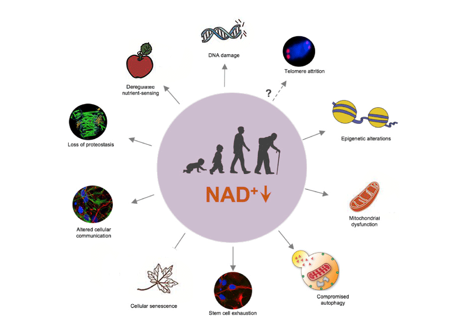 NAD+ and Aging