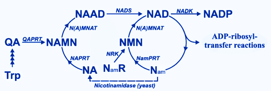Parkinson’s disease and low levels of NAD+