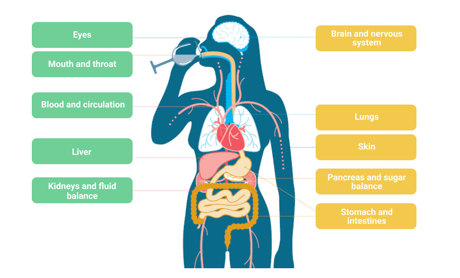 Why Drinking Alcohol Makes You Sick