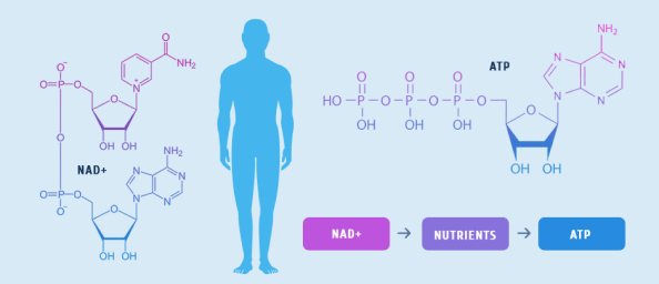 Role of NAD+ in the Human Body