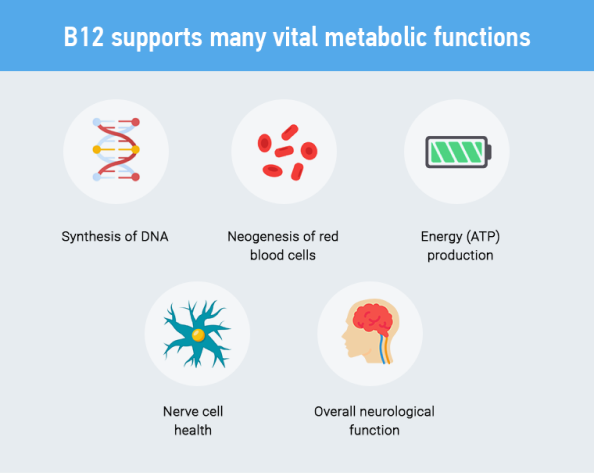 Why B12 is so Important