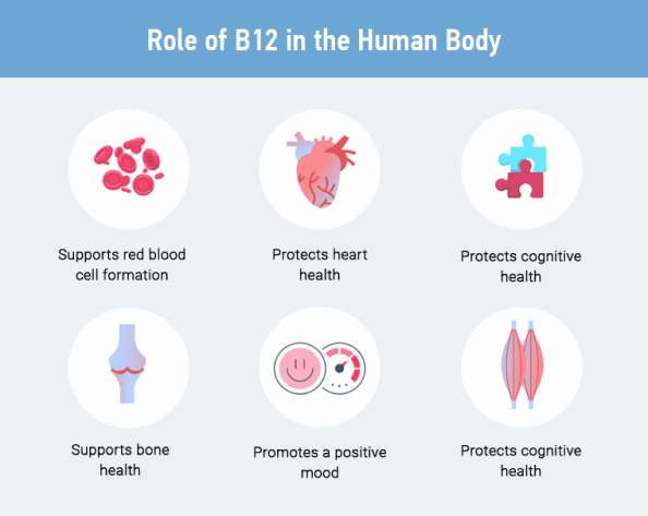 Role of B12 in the Human Body