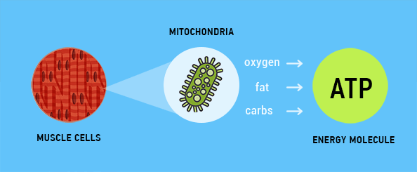 Your Mighty Mitochondria and NAD+