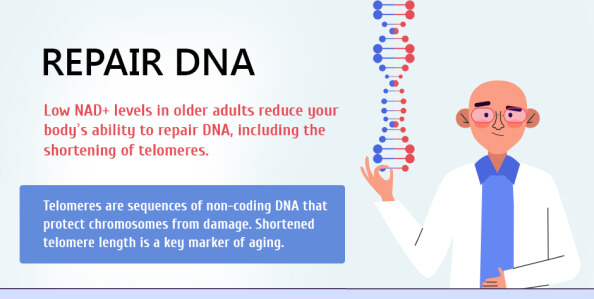 Repair DNA