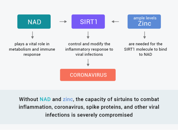 How NAD Combats Viral Infections