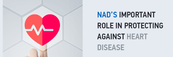 NAD’s Important Role in Protecting Against Heart Disease