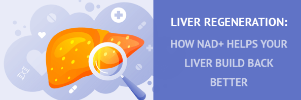 Liver Regeneration: How NAD+ Helps Your Liver Build Back Better