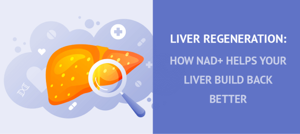 Liver Regeneration: How NAD+ Helps Your Liver Build Back Better