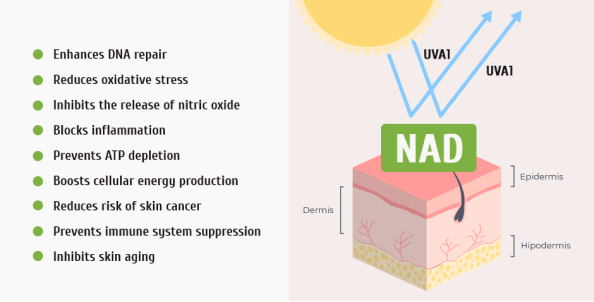 The Protective Role of NAD Therapy