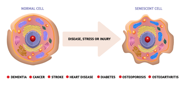 Senescent Cells and Aging