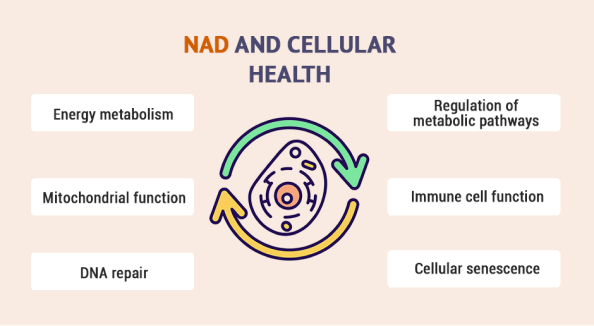 NAD and Cellular Health