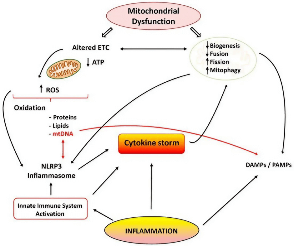 Inflammation and Mitochondrial Health