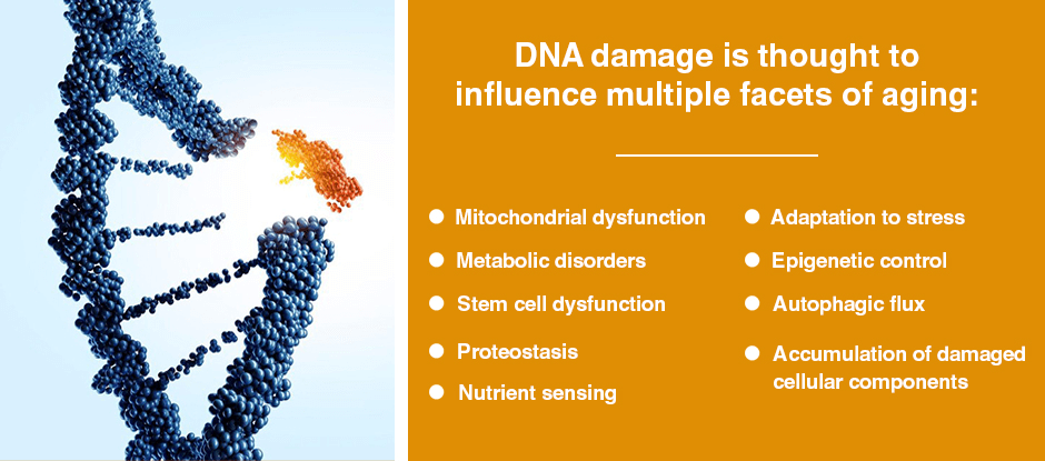 DNA damage is thought to influence multiple facets of aging: